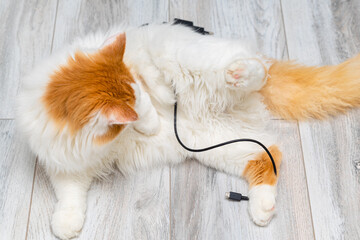 domestic cat playing with phone charger at home.