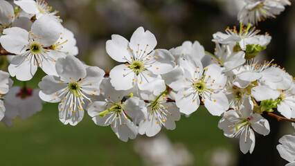 Obraz premium A branch of cherry blossom with white flowers - generative ai