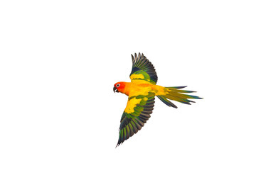 Sun conure parrot flying isolated on transparent background png file	
