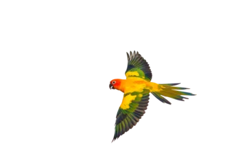 Foto auf Acrylglas Sun conure parrot flying isolated on transparent background png file   © Passakorn