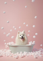Cute American Eskimo dog in a small bathtub with soap foam and bubbles, cute pastel colors.