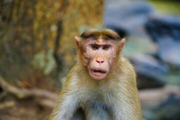 Naklejka premium Face of an angry monkey in close up shot