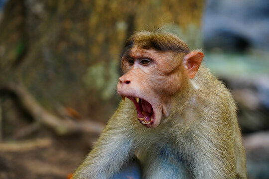 Face of an angry monkey in close up shot