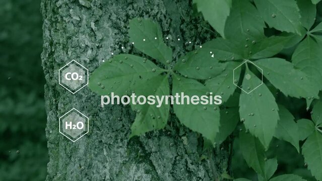 The chemical processes of photosynthesis are symbolically represented by carbon dioxide, water, oxygen, and glucose, set against a backdrop of leaves in motion, accompanied by bubbles elements