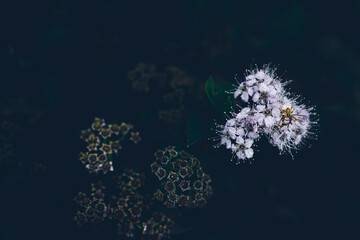 Small white flowers with a small spider