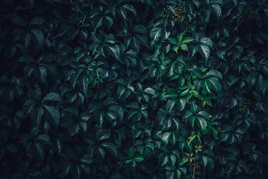 Japanese creeper leaves © Jovana