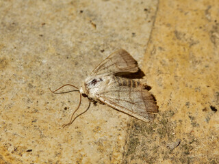 Treble Lines Moth (Charanyca trigrammica) found on a porch floor in Dordogne, France
