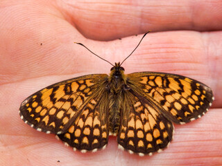 Close up of a Melitaea nevadensis butterfly in a hand. Considered to be a sub species of Melitaea Athalia
