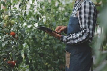 woman in the hydroponic vegetable farm grows wholesale hydroponic vegetables in restaurants and supermarkets, organic vegetables. new generations growing vegetables in hydroponics concept