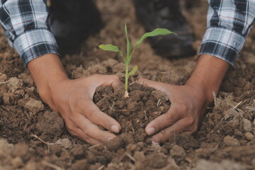 Male hands touching soil on the field. A farmer checks quality of soil before sowing. Agriculture, gardening or ecology concept.