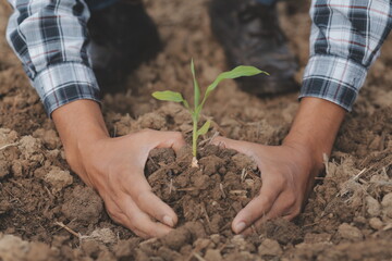Male hands touching soil on the field. A farmer checks quality of soil before sowing. Agriculture, gardening or ecology concept.