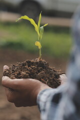 Male hands touching soil on the field. A farmer checks quality of soil before sowing. Agriculture,...