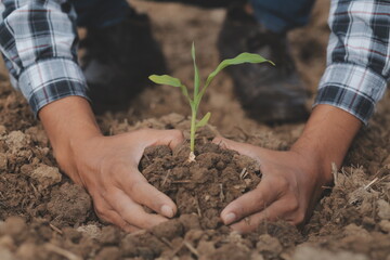 Male hands touching soil on the field. A farmer checks quality of soil before sowing. Agriculture, gardening or ecology concept.