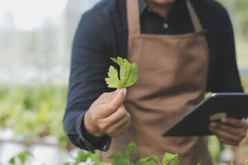 woman in the hydroponic vegetable farm grows wholesale hydroponic vegetables in restaurants and supermarkets, organic vegetables. new generations growing vegetables in hydroponics concept