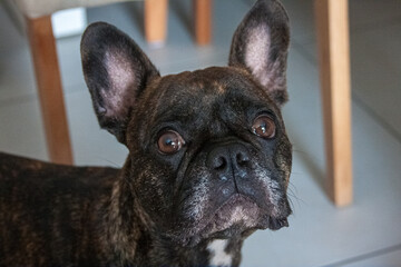Black color french bulldog looking up and forward