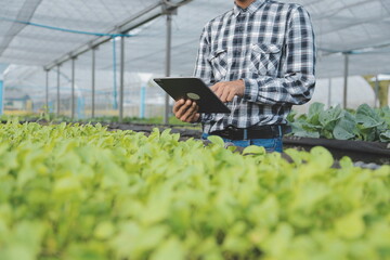 woman in the hydroponic vegetable farm grows wholesale hydroponic vegetables in restaurants and supermarkets, organic vegetables. new generations growing vegetables in hydroponics concept