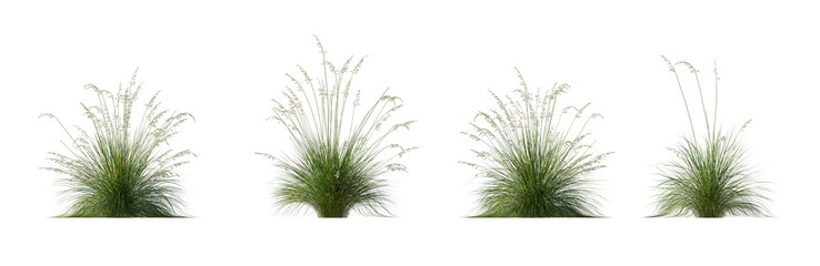 Set of Prairie dropseed Sporobolus heterolepis grass isolated png on a transparent background perfectly cutout high resolution