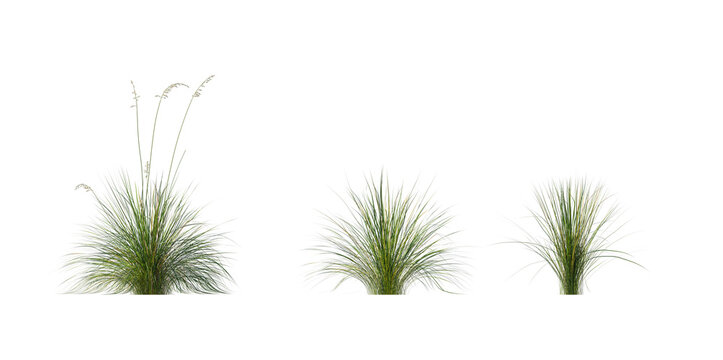 Set of Prairie dropseed Sporobolus heterolepis grass isolated png on a transparent background perfectly cutout high resolution