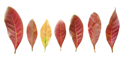Set of Red and Yellow Leaves - Indian Putat Leaves