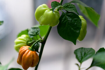 Close-up of the fruits of hot chili peppers Habanero Mustard Chili grown at home on the balcony