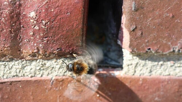 Hummeln haben ein Nest im Mauerwerk und k&uuml;hlen es von au&szlig;en mit sehr schnellen und intensiven Fl&uuml;gelschlagen