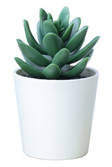 Side view Mini green succulents plant in small white pot on bright isolated on white background.