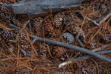 piña, conífera, pino