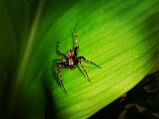 spider on a green leaf