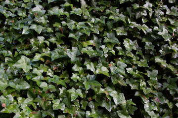 hiedra, hoja, verde