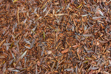 corteza de árbol, hojas y otoño