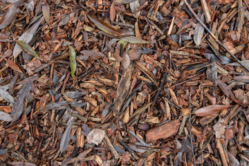 corteza de árbol, hojas y otoño