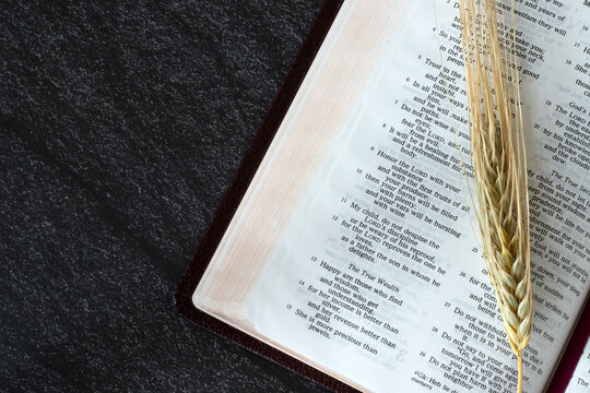 Golden ripe barley stalk on open holy bible book with dark background. Top view, copy space. Honoring God, firstfruits offering, spiritual harvest season, Christian blessing concept.