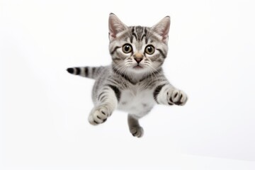 Obraz premium Group portrait photography of a curious american shorthair cat jumping against a white background. With generative AI technology