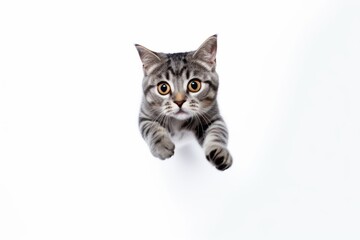 Fototapeta na wymiar Group portrait photography of a curious american shorthair cat jumping against a white background. With generative AI technology