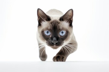 Environmental portrait photography of a curious siamese cat pouncing against a white background. With generative AI technology