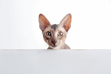 Lifestyle portrait photography of a curious oriental shorthair cat climbing against a white background. With generative AI technology