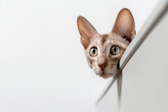 Lifestyle portrait photography of a curious oriental shorthair cat climbing against a white background. With generative AI technology