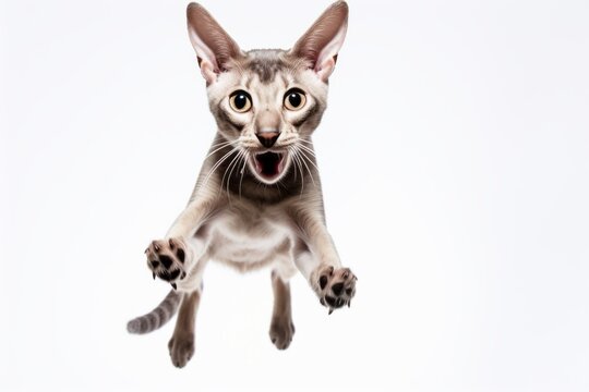 Studio portrait photography of a funny oriental shorthair cat hopping against a white background. With generative AI technology