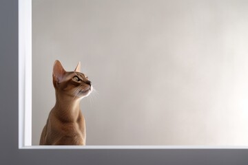 Environmental portrait photography of a happy abyssinian cat wall climbing against a minimalist or empty room background. With generative AI technology