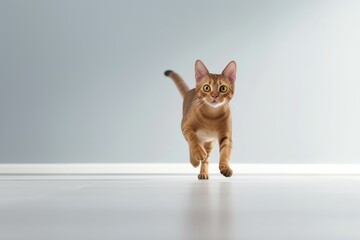 Environmental portrait photography of a funny abyssinian cat hopping against a minimalist or empty room background. With generative AI technology