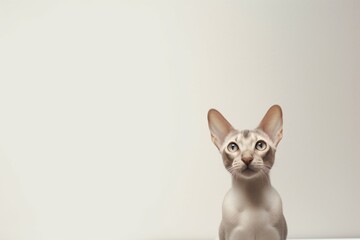 Fototapeta premium Medium shot portrait photography of a curious oriental shorthair cat exploring against a minimalist or empty room background. With generative AI technology