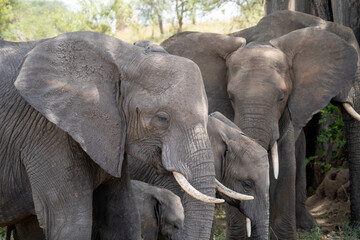Fototapeta premium Herd of elephants, close up, in Tarangire National Park Tanzania