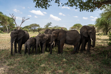 Herd of elephants gather in the shade of a baobab tree in Tarangire National Park