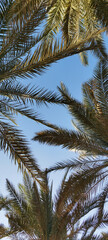 Fototapeta na wymiar The foliage of palm trees in the evening sunlight against the blue sky. Palm trees at sunset. A frame for the text. Close-up. Natural background.