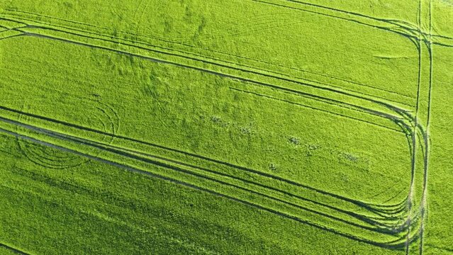 Drohne fliegt &uuml;ber gr&uuml;nes Gerstenfeld mit wellenf&ouml;rmigen Windmustern und Fahrspuren, Luftaufnahme