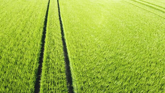 Drohne fliegt &uuml;ber gr&uuml;nes Gerstenfeld mit wellenf&ouml;rmigen Windmustern und Fahrspuren, Luftaufnahme