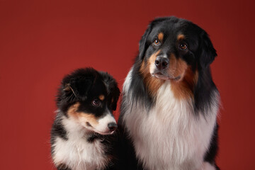family of dogs together. Puppy and adult pet. Australian Shepherds, Aussies in the studio on a red background - obrazy, fototapety, plakaty