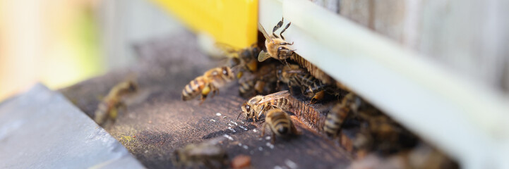 Honey bees swarm and fly around enters hive