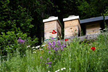 Zwei Bienenstöcke hinter blühenden Blumen  - Bienen sind für das Ökosystem enorm wichtig. Ein...