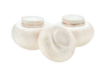 Mushroom champignon isolated on transparent png